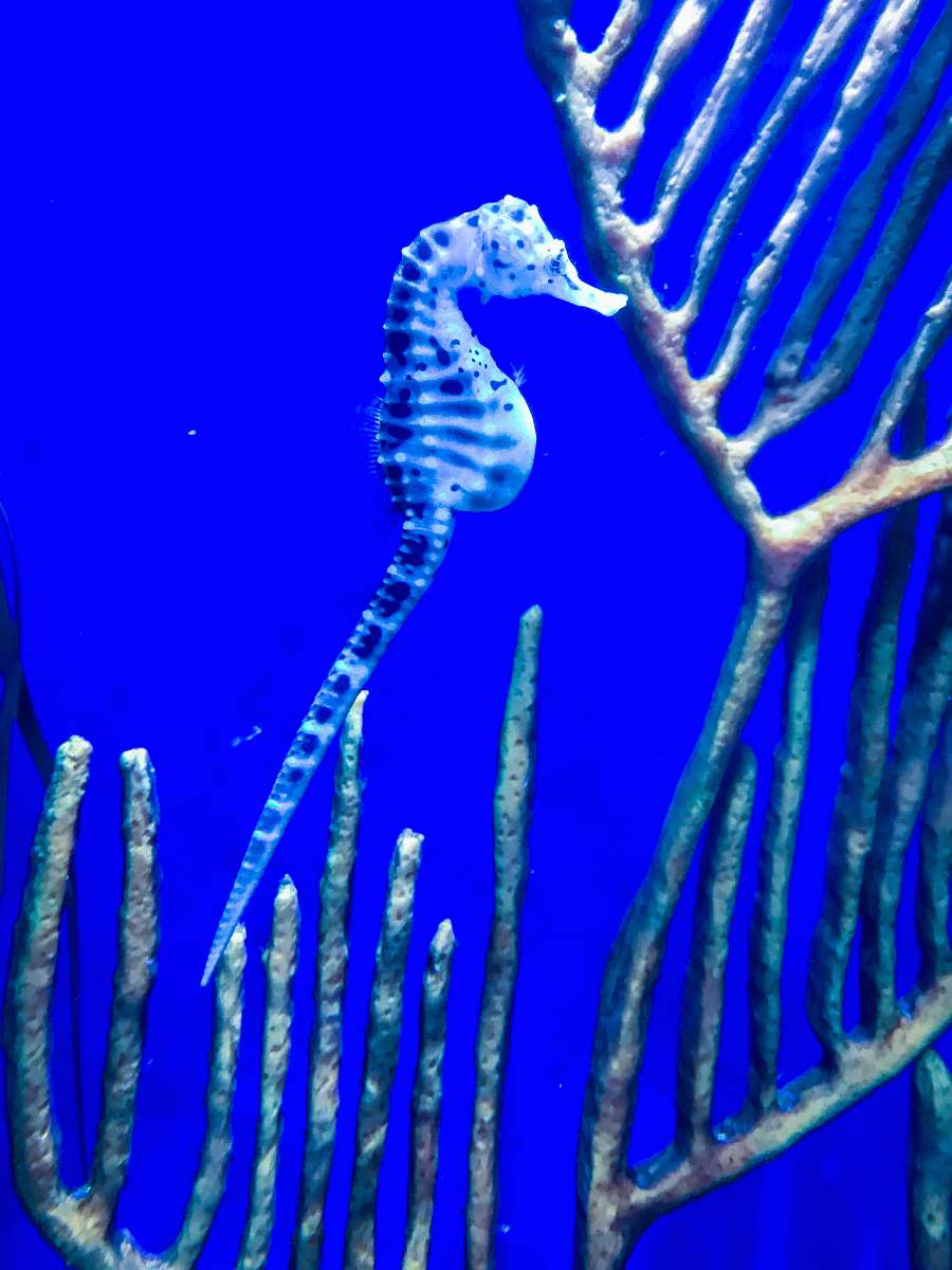 memphis blue seahorse animal